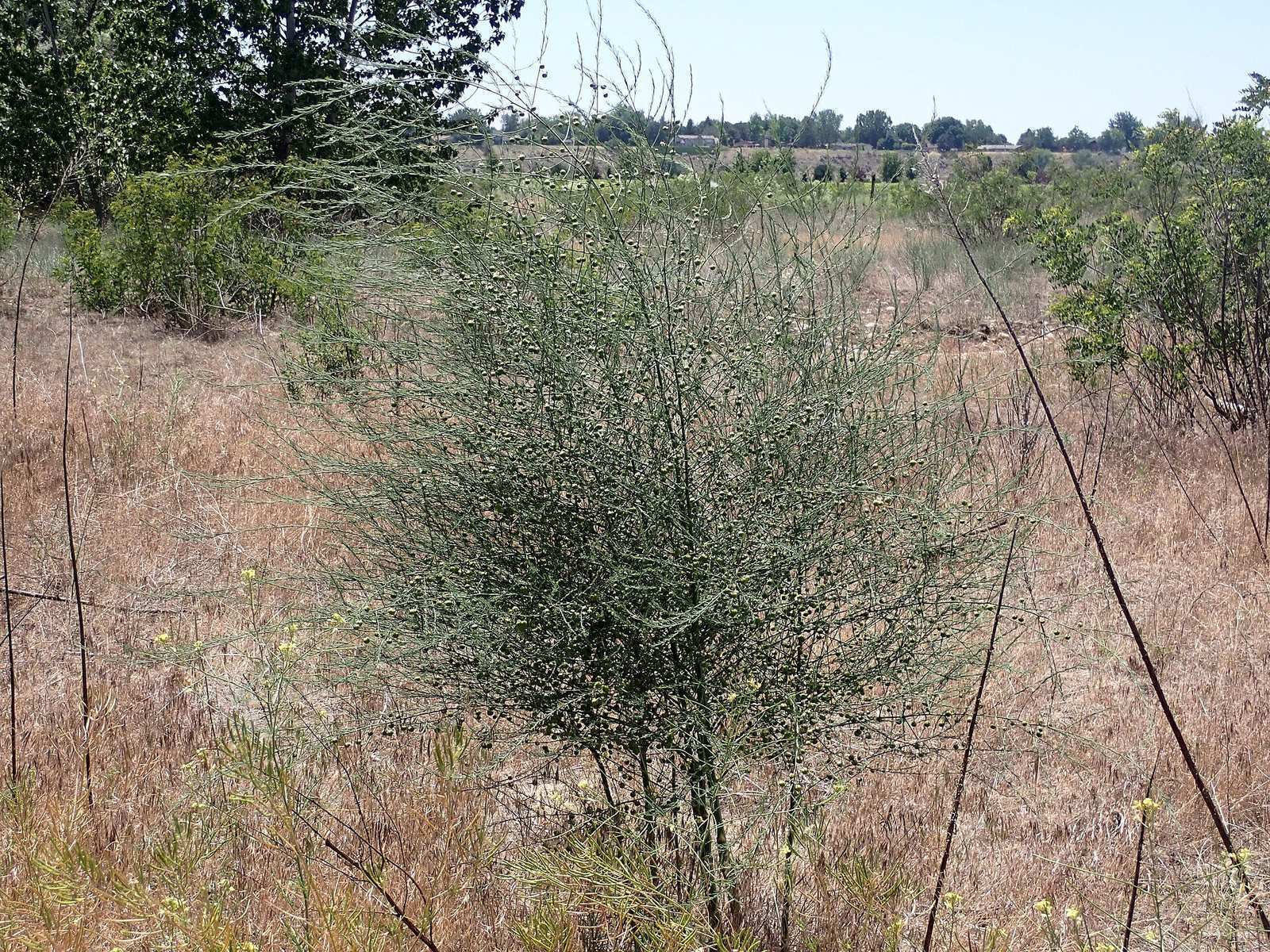 Boise attraction planning at Boise River Greenbelt