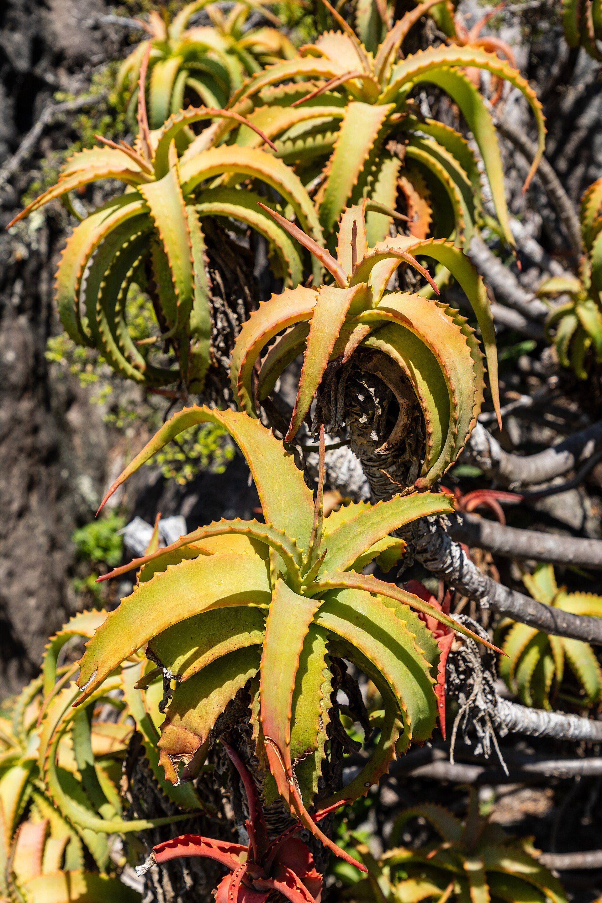 Major attraction in Cape Town