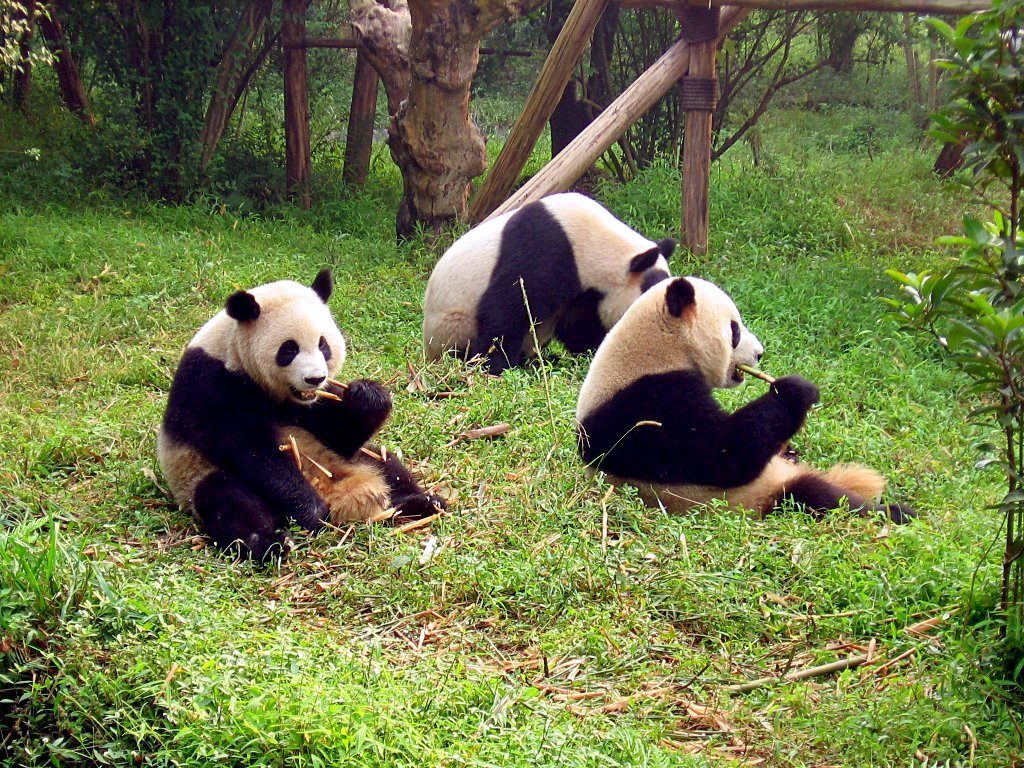 Panda base in Chengdu
