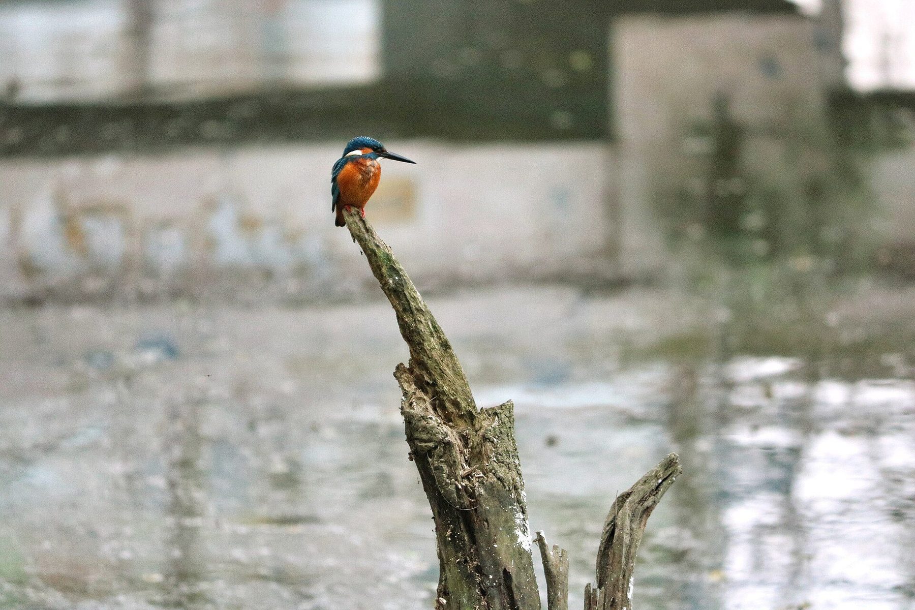 neighborhood in Comilla