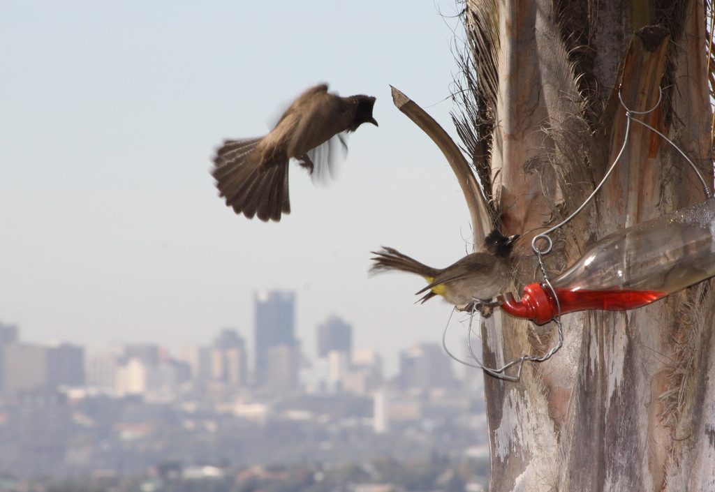 Johannesburg ridge at sunset