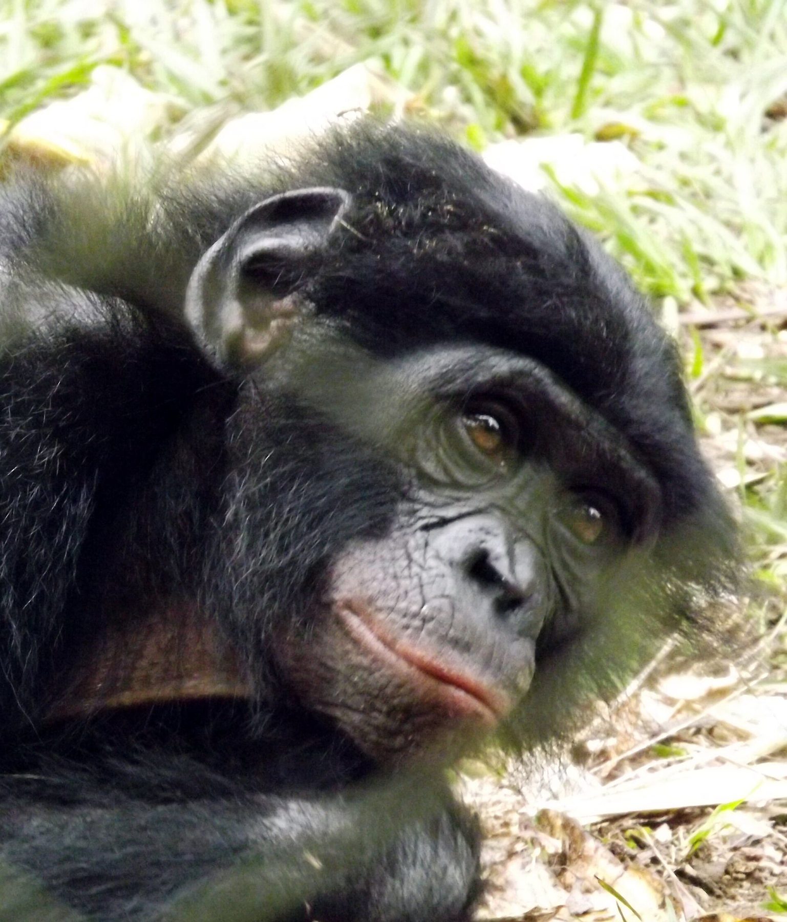 Major attraction in Kinshasa