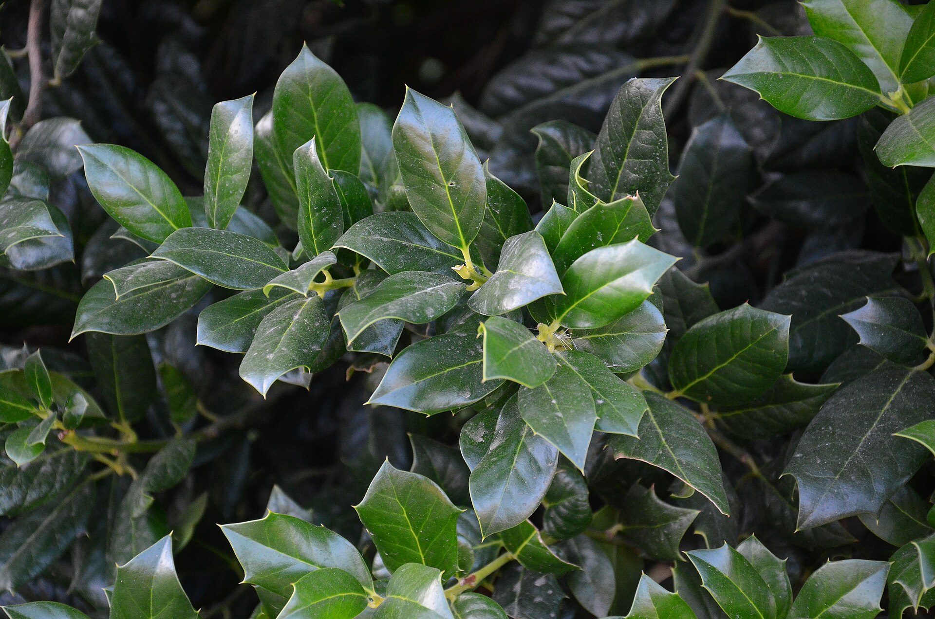Restaurant scene in Krasnodar