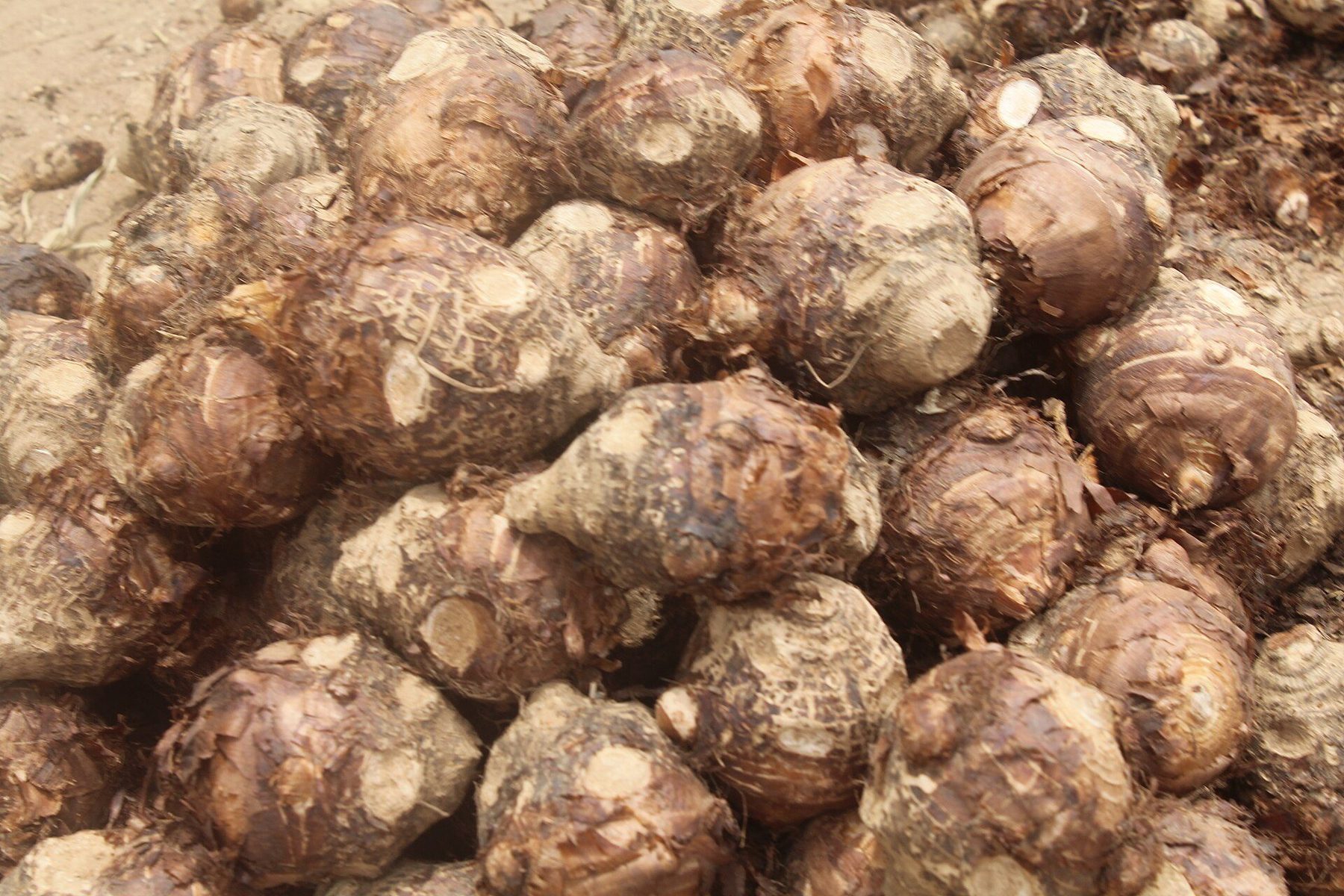 Shopping scene in Maiduguri