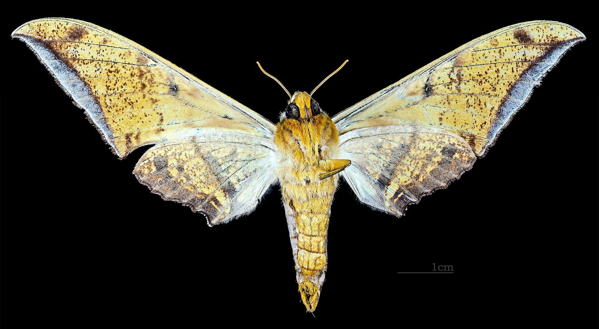 Matsuyama food route around Dogo Beer Hall