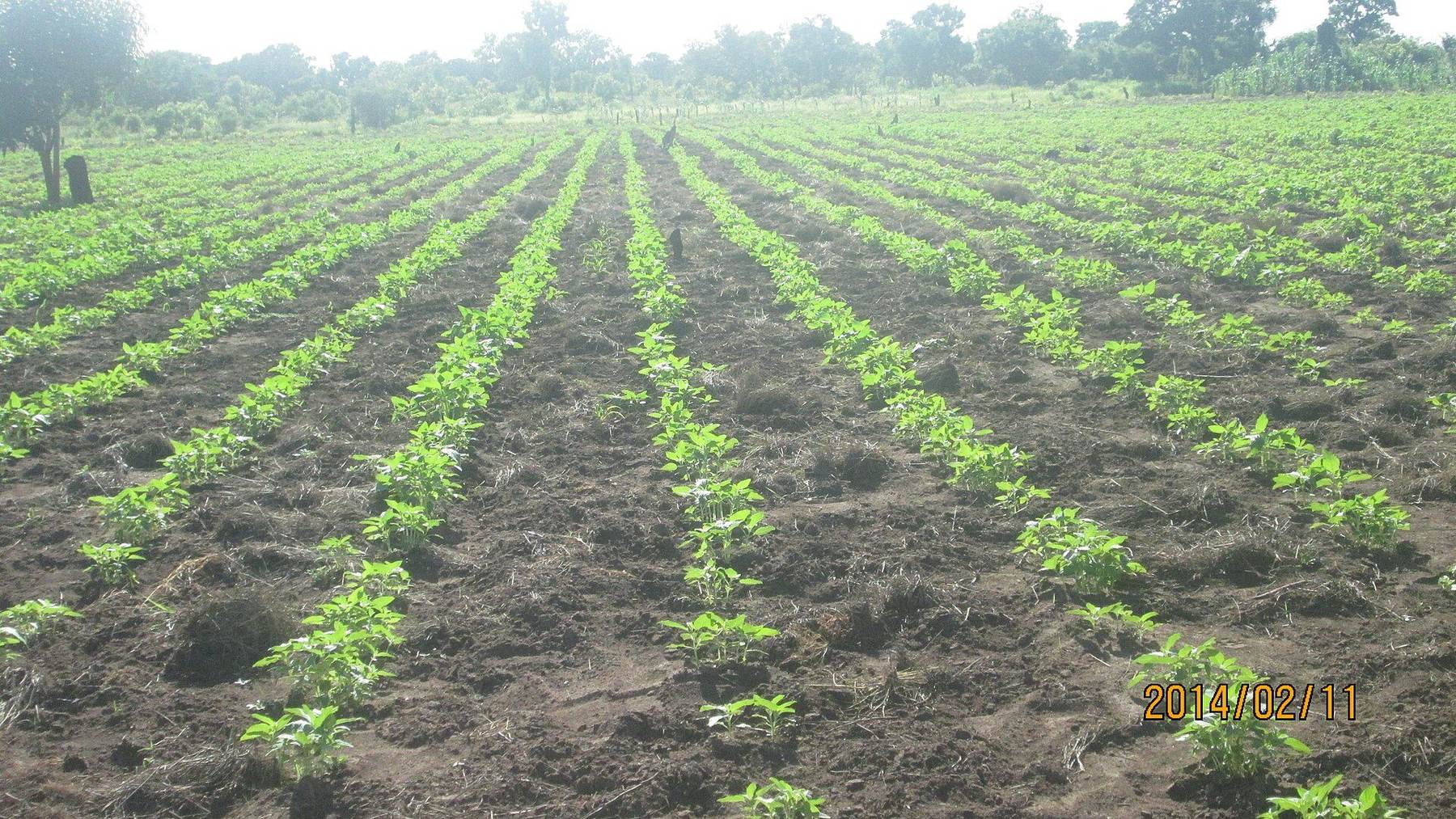 Shopping or market scene in Nampula