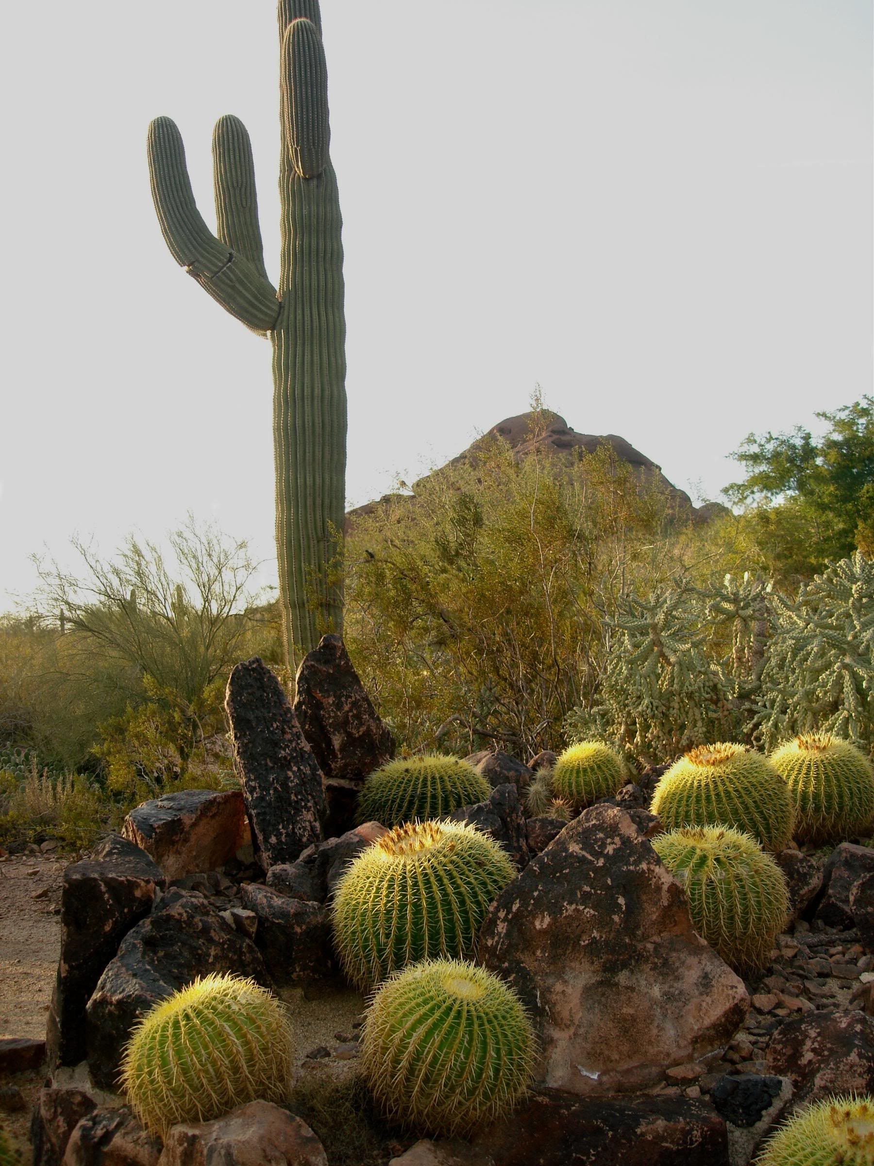 Major attraction in Phoenix