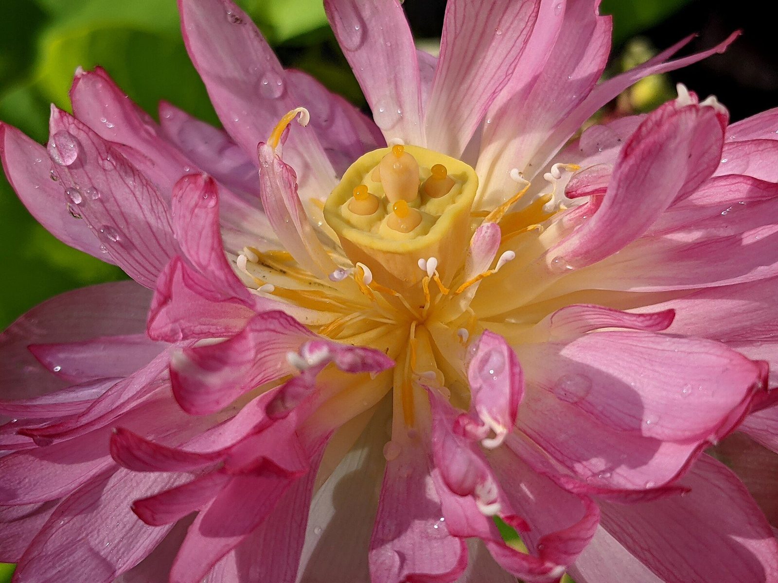 Raleigh attraction planning at North Carolina Museum of Natural Sciences