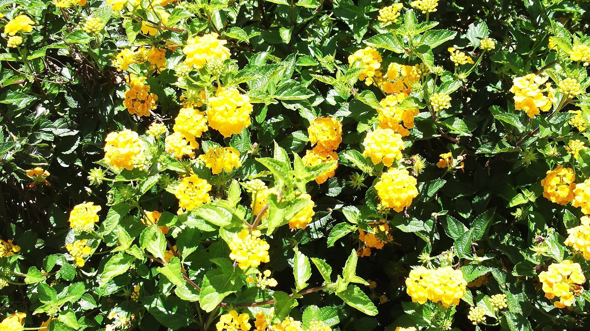 Major attraction in Salem