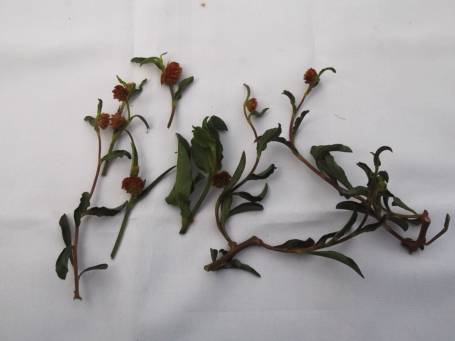 Shopping scene in Salem