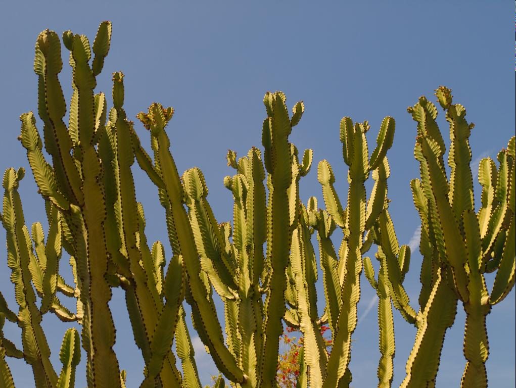 Shopping scene in San Diego