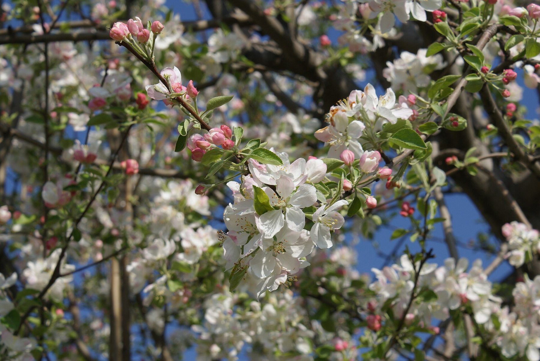 and lake in Srinagar, India