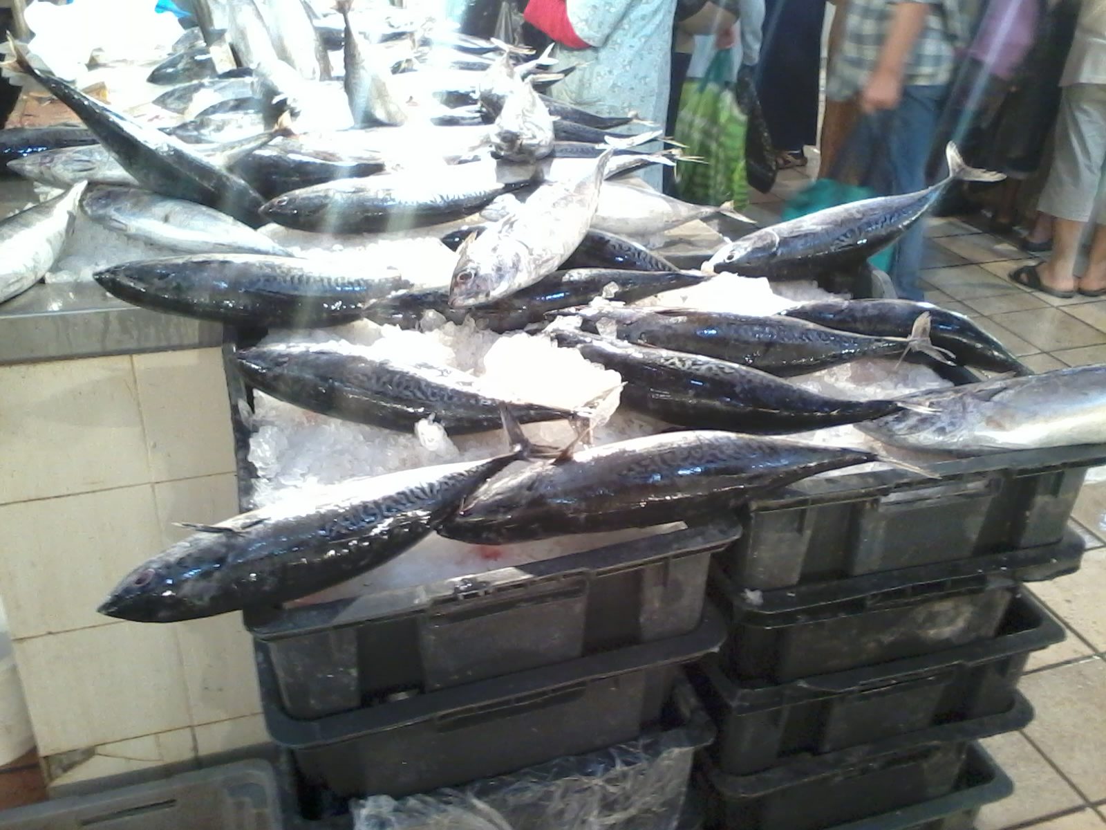 Food market scene in Tunis